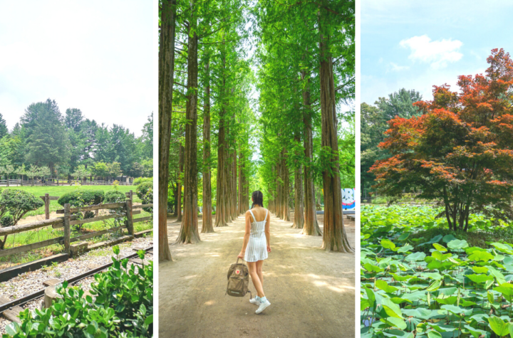 Best Places on Nami Island you should Come