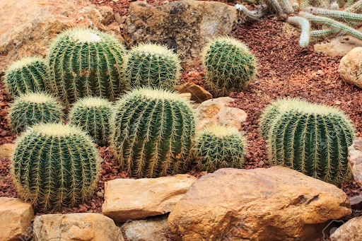 cactus plants